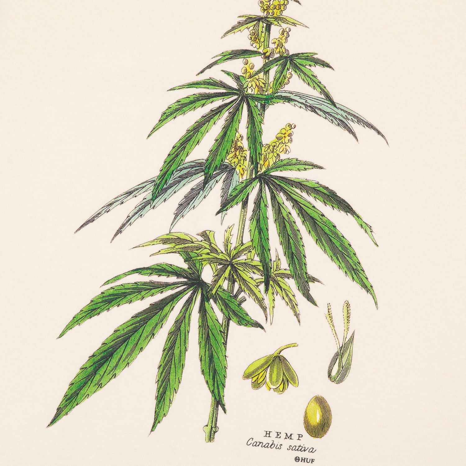 HUF (ハフ) Worldwide JP /T-SHIRTS（Tシャツ）/ huf CO-OP ARBORETUM TEE商品 / NATURAL