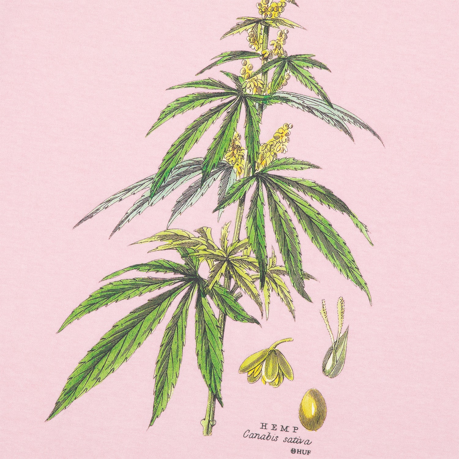 HUF (ハフ) Worldwide JP /T-SHIRTS（Tシャツ）/ huf CO-OP ARBORETUM TEE商品 / NATURAL